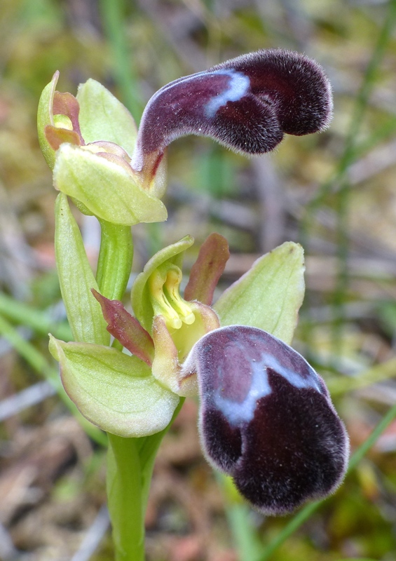 Orchidee di Creta: tra mitologia, montagne e natura, marzo 2015